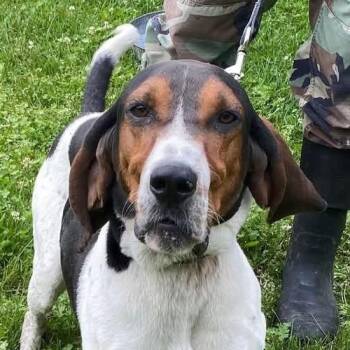 Clark -  Coonhound Dog for Adoption in Spencer, Indiana - Clark | PetCurious