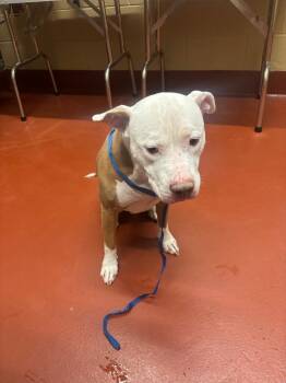 Rescue Mixed Breed Dogs for Adoption in Douglasville, Georgia - River | PetCurious