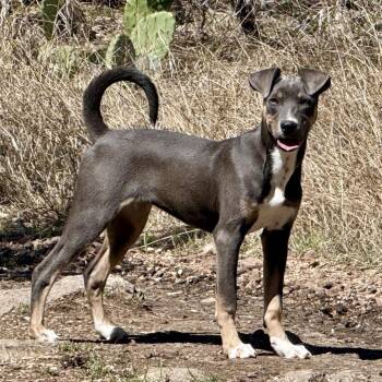 Terrier and Mixed Breed Dogs Available for Adoption - Azalea | PetCurious