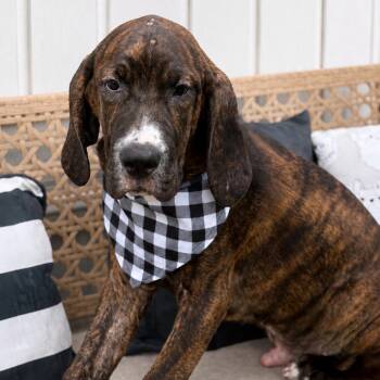 Jethro -  Hound Dog for Adoption in Effingham, Illinois - Jethro | PetCurious