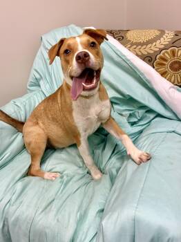 Rescue Terrier Dogs for Adoption in Senatobia, Mississippi - Dream | PetCurious