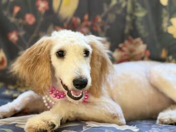 Roo Roo -  Poodle Dog for Adoption in Lucedale, Mississippi - Roo Roo | PetCurious