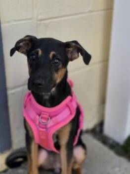 Barkisha -  Mixed Breed Dog for Adoption in Savannah, Georgia - Barkisha | PetCurious