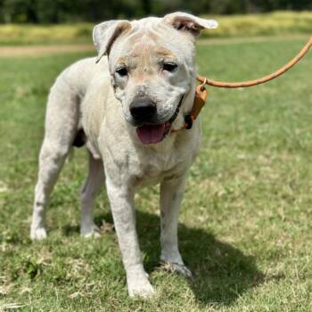 Big Buddy Boo -  Pit Bull Terrier and Mixed Breed Dog for Adoption in Wadena, Minnesota - Big Buddy Boo | PetCurious