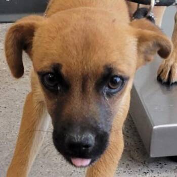 Mixed Breed Dogs Available for Adoption in Las Cruces, New Mexico - Kanga | PetCurious