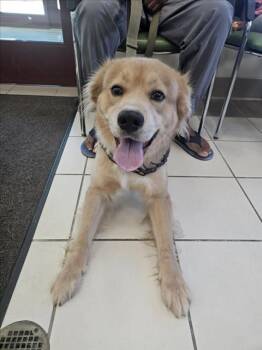 ADONIS -  Border Collie and Husky Dog for Adoption in Derwood, Maryland - ADONIS | PetCurious