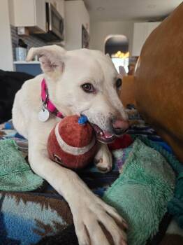 Labrador Retriever and German Shepherd Dog Dogs Available for Adoption in Littleton, Colorado - Yuki2 | PetCurious