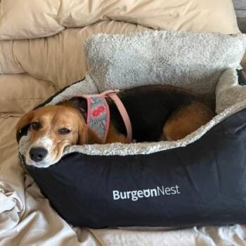 Penny -  Beagle Dog for Adoption in Nowata, Oklahoma - Penny | PetCurious