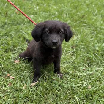 RACER -  Labrador Retriever Dog for Adoption in Locust Fork, Alabama - RACER | PetCurious