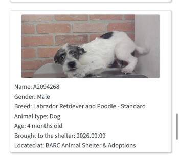 Percy -  Labradoodle Dog for Adoption in Aurora, Colorado - Percy | PetCurious