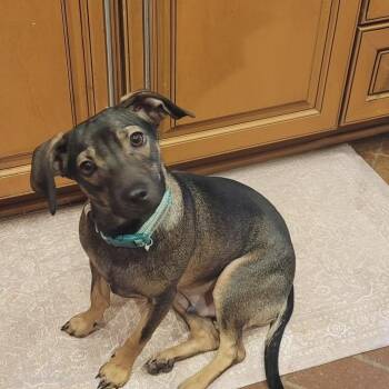 Peanut da Wee-nut -  Chihuahua and Jack Russell Terrier Dog for Adoption in Memphis, Tennessee - Peanut Da Wee-nut | PetCurious