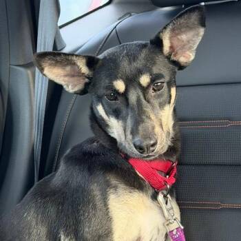 Mixed Breed Dogs Available for Adoption in Madison, Wisconsin - Ponyo | PetCurious