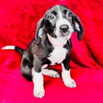 Margaery -  Hound and Mixed Breed Dog for Adoption in Franklin, North Carolina - Margaery | PetCurious