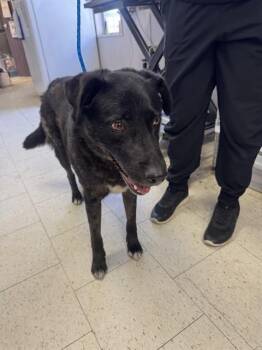 Labrador Retriever Dogs Available for Adoption in Stockton, California - TONY | PetCurious