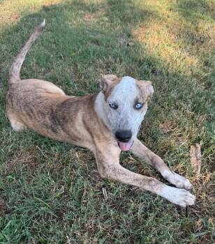 Pixel -  Mixed Breed Dog for Adoption in Northwood, New Hampshire - Pixel | PetCurious