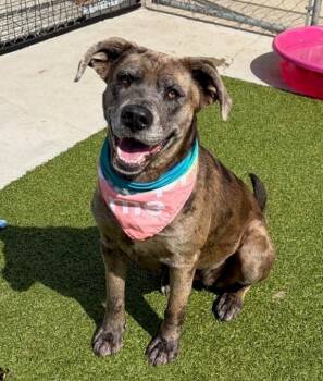 Catahoula Leopard Dog Dogs Available for Adoption in Fayetteville, Arkansas - Scrunchie | PetCurious