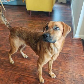 Honey -  Black And Tan Coonhound and Labrador Retriever Dog for Adoption in Liverpool, Texas - Honey | PetCurious