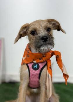 Button-One of our Amazing Rescue Dogs -  Schnauzer and Border Terrier Dog for Adoption in Carlsbad, California - Button-One Of Our Amazing Rescue Dogs | PetCurious