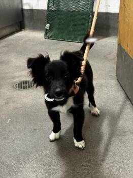 MASON -  Border Collie Dog for Adoption - MASON | PetCurious
