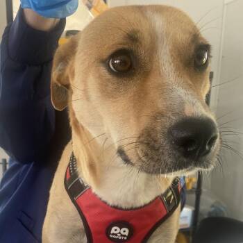 Mixed Breed Dogs Available for Adoption in Chapel Hill, North Carolina - Ella | PetCurious