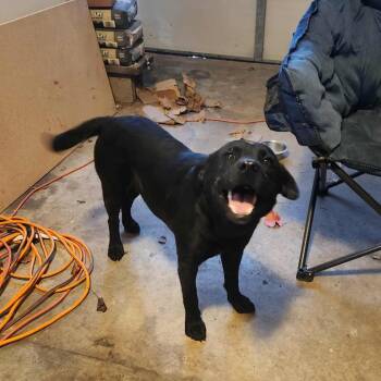 Floki -  Labrador Retriever and Mixed Breed Dog for Adoption in Wadena, Minnesota - Floki | PetCurious