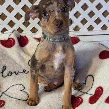Green Clover -  Mixed Breed Dog for Adoption in Toms River, New Jersey - Green Clover | PetCurious