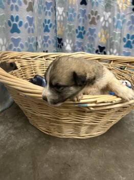 Great Pyrenees and Saint Bernard Dogs Available for Adoption in Rosenberg, Texas - HALESTORM | PetCurious