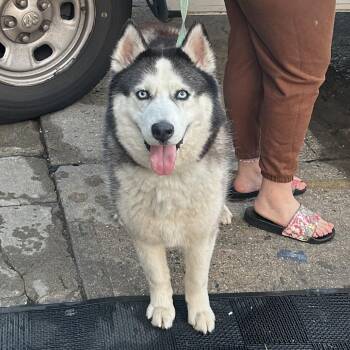 Siberian Husky Dogs Available for Adoption in Newark, New Jersey - Fennel | PetCurious