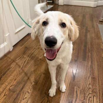 Biscuit -  Great Pyrenees Dog for Adoption in New York, New York - Biscuit | PetCurious