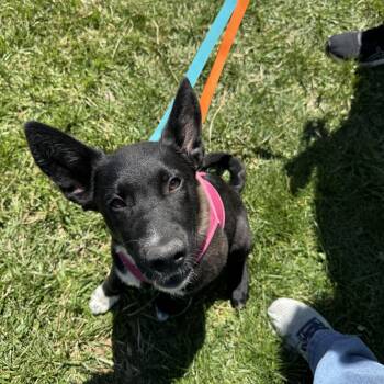Australian Shepherd and Border Collie Dogs Available for Adoption in Avondale, Pennsylvania - Poppy | PetCurious