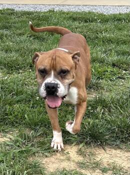 Bowser -  Boxer Dog for Adoption in Sparta, Illinois - Bowser | PetCurious