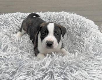 American Staffordshire Terrier and Boxer Dogs Available for Adoption - Charlie Brown | PetCurious