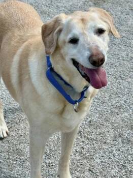 Mixed Breed Dogs Available for Adoption in Fairfax, Virginia - Buttercup | PetCurious