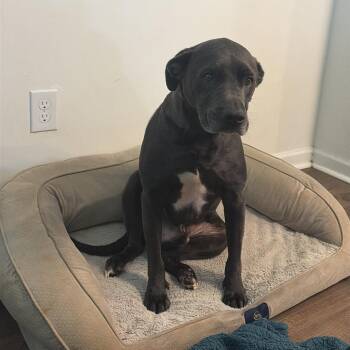 Tuxedo (Tux) * (courtesy post) -  American Staffordshire Terrier Dog for Adoption in Waynesville, North Carolina - Tuxedo (Tux) * (courtesy Post) | PetCurious
