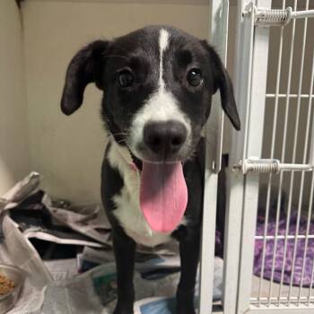 Raspberry -  Mixed Breed Dog for Adoption in Guaynabo, Guaynabo - Raspberry | PetCurious