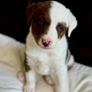 Catahoula Leopard Dog and Great Pyrenees Dogs Available for Adoption - Kai~  | PetCurious