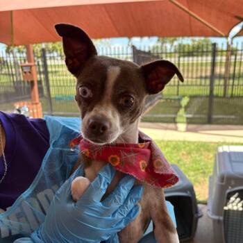 Calypso -  Chihuahua and Mixed Breed Dog for Adoption in San Antonio, Texas - Calypso | PetCurious
