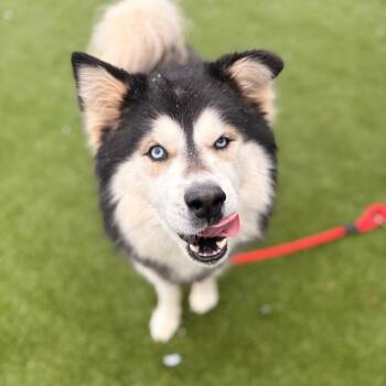 Alaskan Malamute Dogs Available for Adoption - Ice | PetCurious