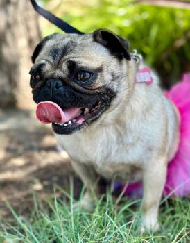 Pug Dogs Available for Adoption in Palo Alto, California - Pinwheel | PetCurious