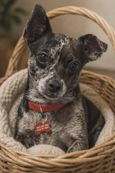 Truffles -  Chihuahua and Mixed Breed Dog Available for Adoption in Sunderland, Ontario - Truffles | PetCurious