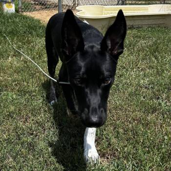 Muffin -  Shepherd and Mixed Breed Dog for Adoption in Greenville, South Carolina - Muffin | PetCurious