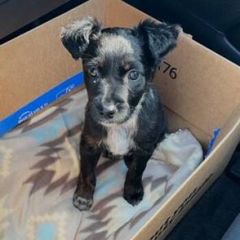 Australian Cattle Dog Blue Heeler Dogs Available for Adoption in Lodi, California - Rosita | PetCurious