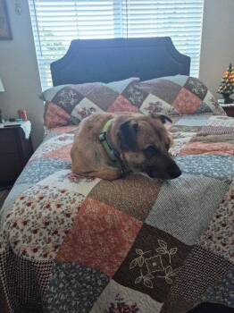 Simba Lonestar -  Black Mouth Cur and Shepherd Dog for Adoption in Rockaway, New Jersey - Simba Lonestar | PetCurious