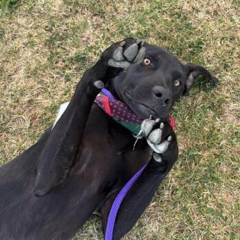 Jabari -  Labrador Retriever Dog for Adoption in San Diego, California - Jabari | PetCurious