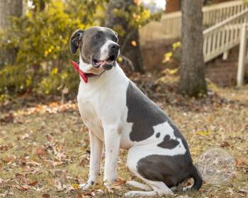 Bluey -  Pointer and American Staffordshire Terrier Dog for Adoption in Tuscaloosa, Alabama - Bluey | PetCurious