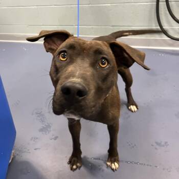 Pit Bull Terrier Dogs Available for Adoption in Greensboro, North Carolina - Blue | PetCurious