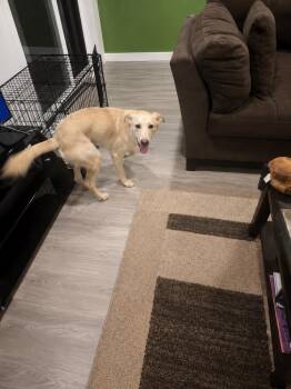 Bird -  Shepherd Dog for Adoption in Colorado Springs, Colorado - Bird | PetCurious