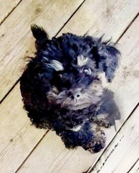 Lucas -  Poodle and Yorkshire Terrier Dog for Adoption in Omaha, Nebraska - Lucas | PetCurious