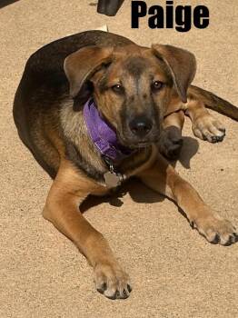 Paige -  Hound and Shepherd Dog for Adoption in Harrison City, Pennsylvania - Paige | PetCurious