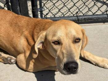 WILLOW -  Redbone Coonhound and Mixed Breed Dog for Adoption in Tulsa, Oklahoma - WILLOW | PetCurious